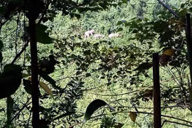 Rangers to protect elephant herd in Quang Nam 