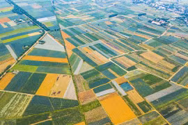 Pictureque pineapple fields in Ninh Binh province 