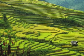 Mu Cang Chai named as worthy visit by US travel site