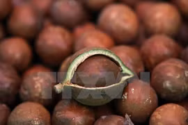 Macadamia growers advised to be cautious