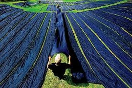“Queen of silk” village in Mekong Delta