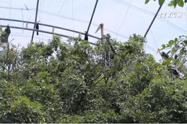 Rare species thrive in Dong Thap Muoi eco-reserve