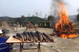 Elephant tusk destruction should become a practice: ENV 