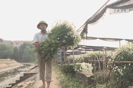 White daisy helps flower growers raise income
