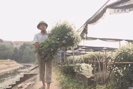 White daisy helps flower growers raise income