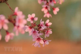 Wild Himalayan cherry blossoms brighten Da Lat city