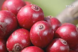 Coffee sector to expand intensive processing to add value