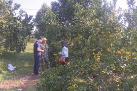 Bac Giang develops Luc Ngan citrus brand