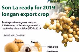 Son La ready for 2019 longan export crop