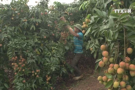 Bac Giang’s early litchi sold at good price