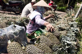 Tac Cau pineapple – A specialty of the South