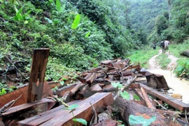 Southern localities review forest protection activities