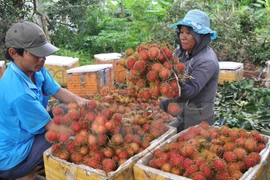 Dong Nai’s dried rambutan reaches French market
