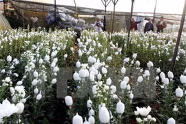 Da Lat flower festival to feature numerous activities