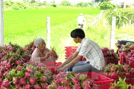 Tien Giang has three more GlobalGAP agricultural establishments