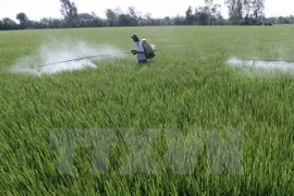 Tra Vinh: Rice farmers earn extra income with intensive farming