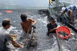 Vietnamese seafood industry moves to meet US new standards
