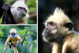 Several primate species teeter toward extinction