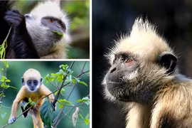 Several primate species teeter toward extinction