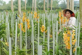 New orchid species found in Central Highlands 