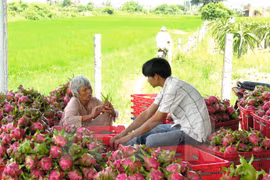 Tien Giang has three more GlobalGAP agricultural establishments
