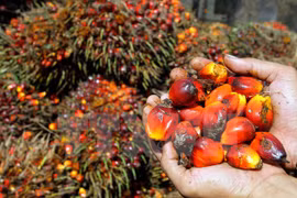 Malaysia, Indonesia reach pact to form palm oil council