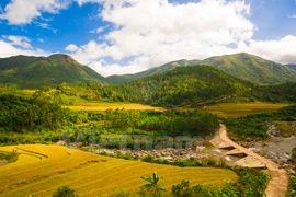 Bewitching beauty of golden rice fields in Quang Ninh 