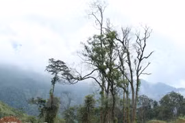 EVN to replant nearly 13,000 hectares of forests