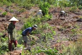 Thua Thien- Hue invests 1.3 million USD in afforestation 