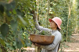 Southeast Asia looks towards sustainable agriculture 
