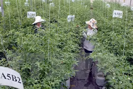 Vietnam-Japan agricultural cooperation to thrive
