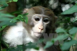 GEF helps Vietnam increase biodiversity preservation