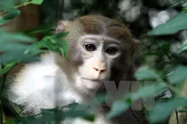 GEF helps Vietnam increase biodiversity preservation