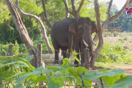 Vietnam strives to conserve elephants