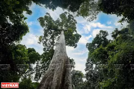 Cuc Phuong honored as "Asia's Leading National Park" for 4th time