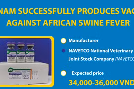 Vietnam successfully produces vaccine against African swine fever