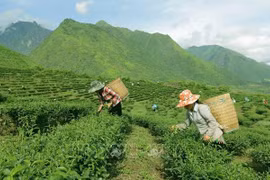 More efforts invested in poverty reduction in ethnic minority areas