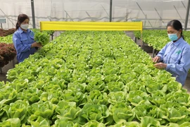 Vietnam needs to build linkages in organic farming