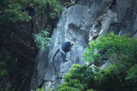 Cat Ba Langur - Endangered primate species