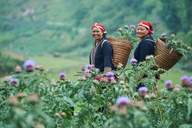 GREAT programme empowers ethnic women in economic development, gender equality