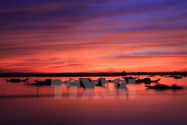Alluring, tranquil beauty of Quang Loi Lagoon