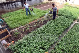 Vegetable gardens green Truong Sa archipelago