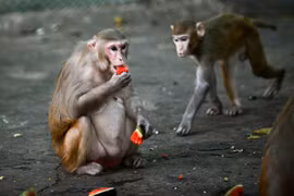 Thailand continues testing COVID-19 vaccine on monkeys