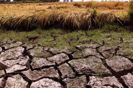 UNDP assists Mekong Delta in drought response efforts