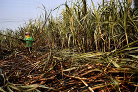 Thailand’s sugar industry affected by drought