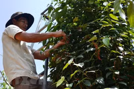 Pepper export volume down 5.7 percent in first half 