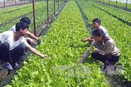 Japanese firms interested in high-tech farming in Bac Lieu 