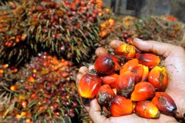 Indonesia’s biodiesel thirst may weaken palm oil exports