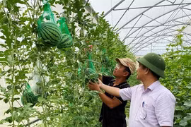 High-tech farming brings good profits to former graphic designer