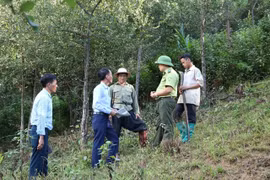 Forests better managed thanks to protection policy